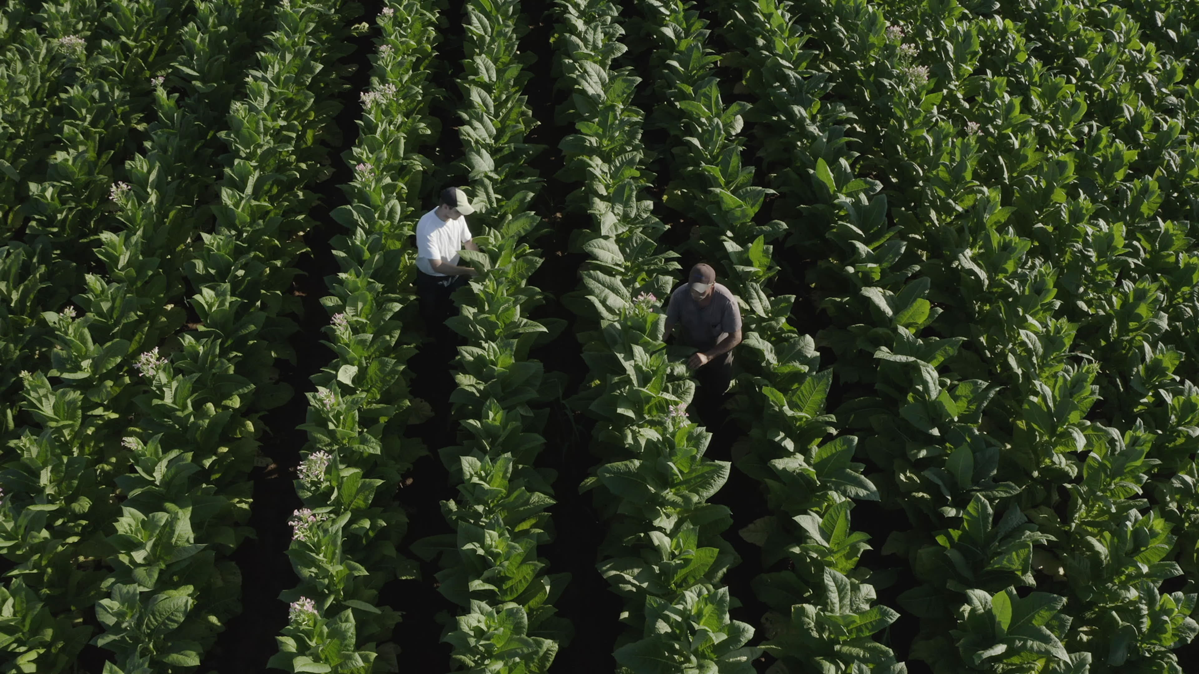 Cracking the Code: Phil Sharp & the Biotech Revolution [Official Trailer]